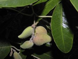   Fruits:   Avicennia germinans ; Photo by N. Zamora, Tropicos
